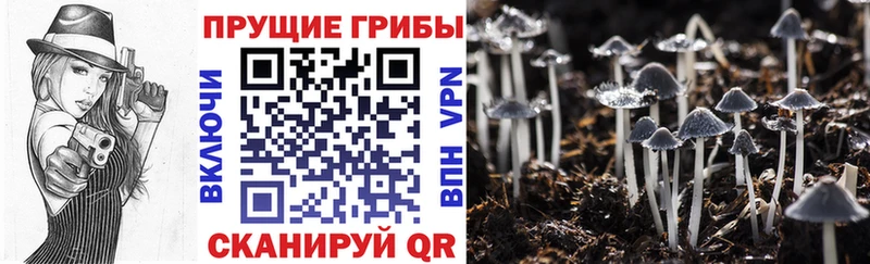Галлюциногенные грибы Psilocybine cubensis  Балаково 